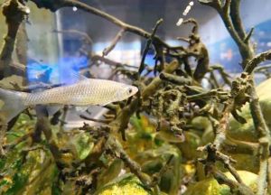 麦穗鱼为什么养不活_麦穗鱼养不好会死，需清水好粮大空间