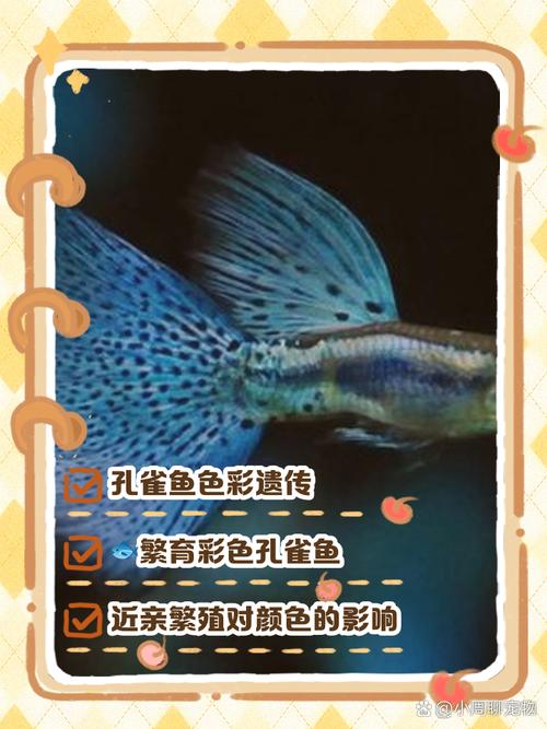 孔雀鱼哪几种杂交好看_孔雀鱼杂交出好看新品种 孔雀鱼哪几种杂交好看_孔雀鱼杂交出好看新品种