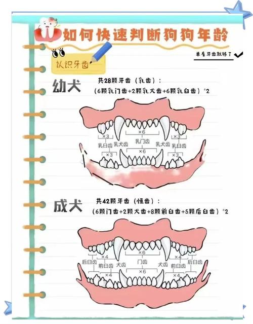 怎么判断狗狗换牙了_狗狗换牙分三步?科学护理护好小牙! 怎么判断狗狗换牙了_狗狗换牙分三步?科学护理护好小牙!