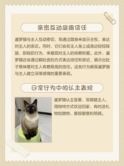 暹罗猫会认第二个主人吗_暹罗猫忠诚认主,换家易崩溃,重建信任靠耐心 暹罗猫会认第二个主人吗_暹罗猫忠诚认主,换家易崩溃,重建信任靠耐心