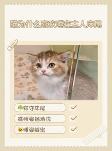 猫为什么要上主人的床_猫咪上床怎么办？安全共眠小妙招
