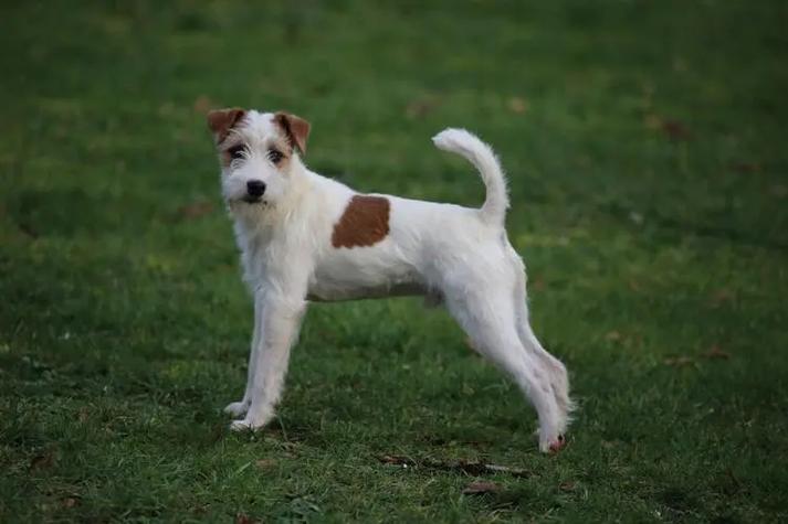 罗福梗高贵吗_矮小忠诚的守护犬,家庭的好伙伴 罗福梗高贵吗_矮小忠诚的守护犬,家庭的好伙伴