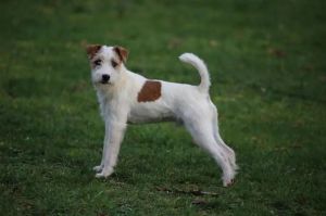 罗福梗高贵吗_矮小忠诚的守护犬，家庭的好伙伴