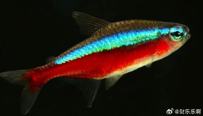 红绿灯鱼需要打氧吗_鱼缸大小定打氧，冬天需加温