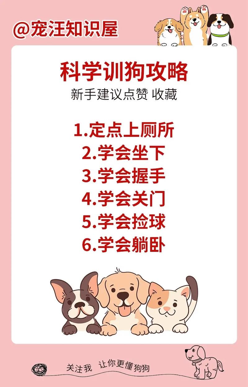 狗训练禁止的注意事项_狗狗训练要点，耐心正向，远离惩罚