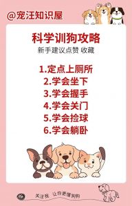 狗训练禁止的注意事项_狗狗训练要点，耐心正向，远离惩罚