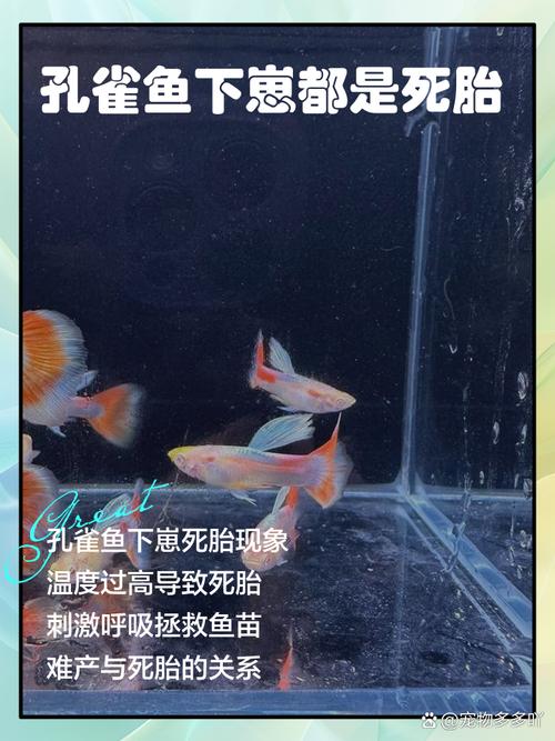 孔雀鱼10度会冻死吗_孔雀鱼怕冷,冬季南方室温高15℃以上不用加温,北方低于15℃需加温 孔雀鱼10度会冻死吗_孔雀鱼怕冷,冬季南方室温高15℃以上不用加温,北方低于15℃需加温