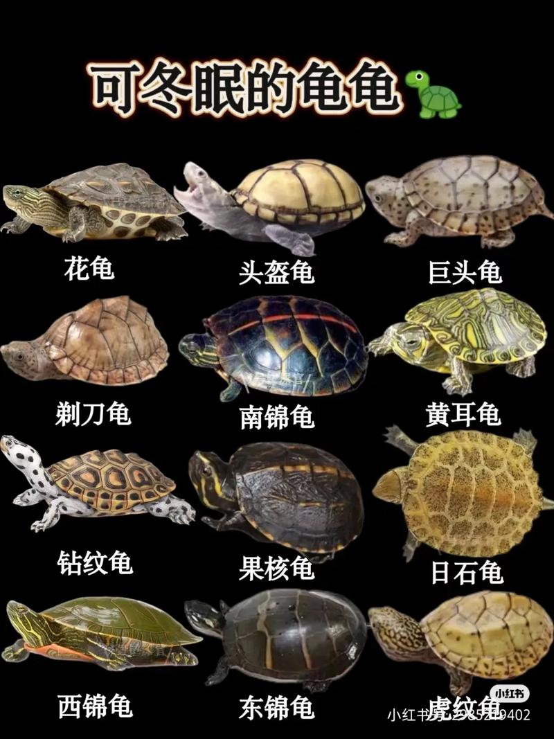 家养乌龟冬眠怎么养_注意温度湿度,健康达标再入眠 家养乌龟冬眠怎么养_注意温度湿度,健康达标再入眠