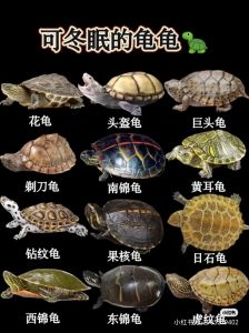 家养乌龟冬眠怎么养_注意温度湿度，健康达标再入眠