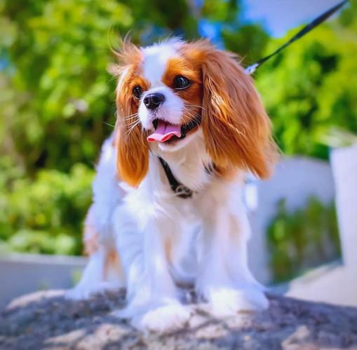 十种干净又好养的狗_10种好养又干净的小型犬推荐 十种干净又好养的狗_10种好养又干净的小型犬推荐