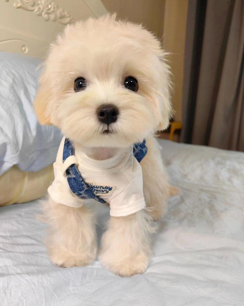 什么小型狗好养_小型犬养哪个好?泰迪比熊等优缺点看这里! 什么小型狗好养_小型犬养哪个好?泰迪比熊等优缺点看这里!