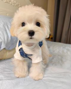 什么小型狗好养_小型犬养哪个好？泰迪比熊等优缺点看这里！