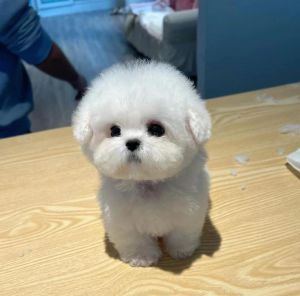 女生为什么不能养比熊_比熊犬缺点多，养前要三思