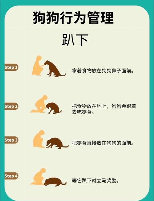泰迪训练教程18个技巧_高智商需科学引导防咬叫 泰迪训练教程18个技巧_高智商需科学引导防咬叫