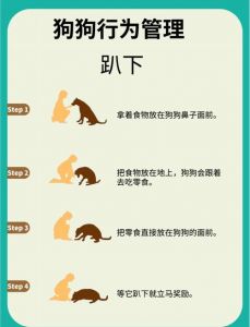 泰迪训练教程18个技巧_高智商需科学引导防咬叫
