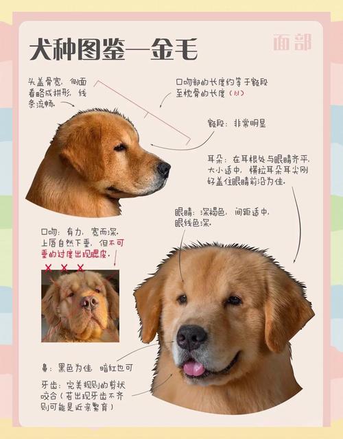 金毛犬为什么叫禁养犬_警惕伪金毛泛滥,规范繁殖保安全 金毛犬为什么叫禁养犬_警惕伪金毛泛滥,规范繁殖保安全