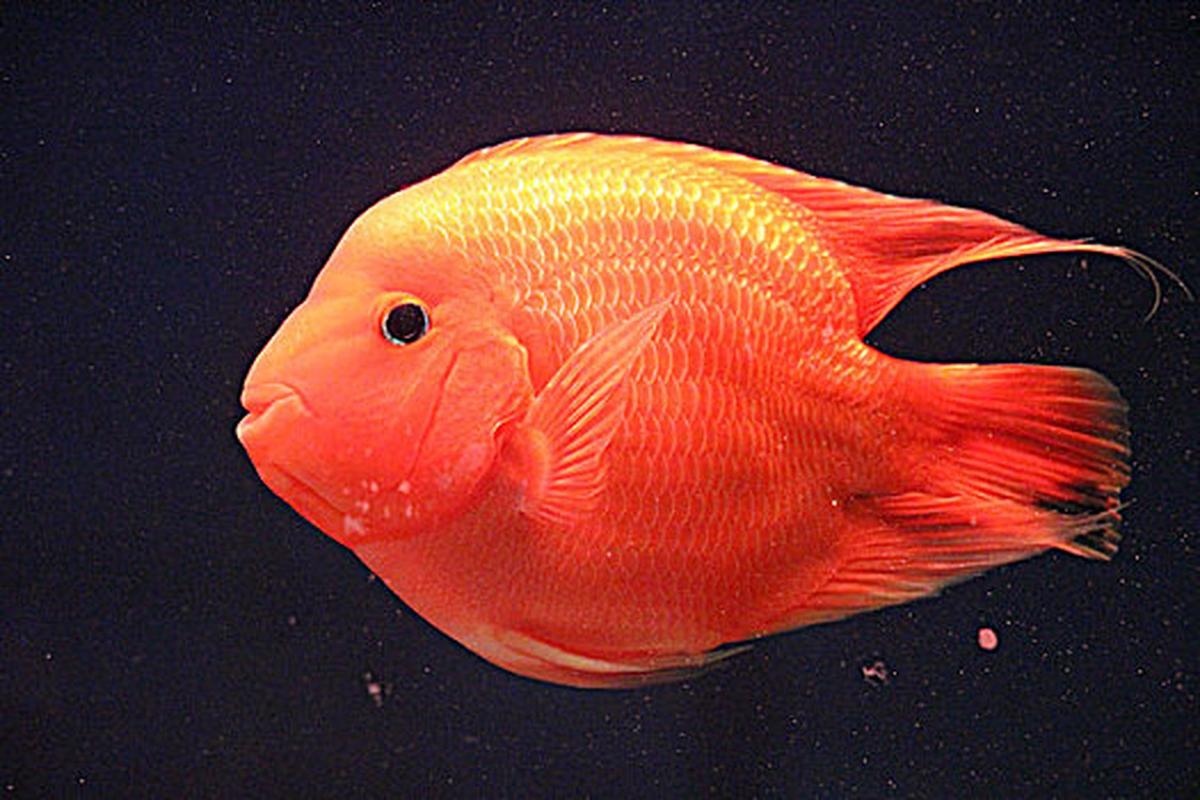 为什么很少人养红魔鬼鱼_红魔鬼鱼难养，攻击性强不适合家养