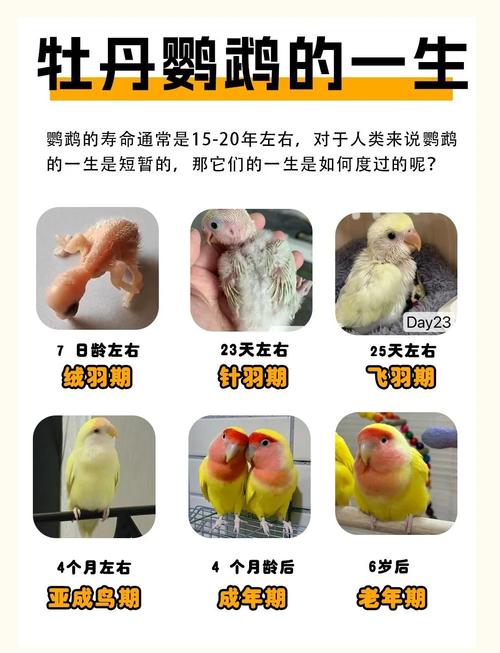 大绯胸鹦鹉能活多少年_鹦鹉寿命多少岁? 大绯胸鹦鹉能活多少年_鹦鹉寿命多少岁?