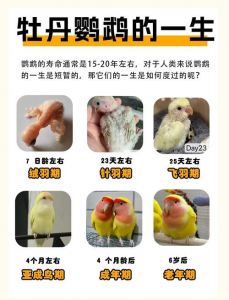 大绯胸鹦鹉能活多少年_鹦鹉寿命多少岁？