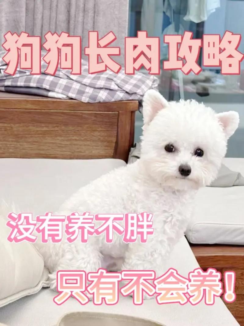 怎么让小狗快速长胖_科学喂养助小狗快速增重