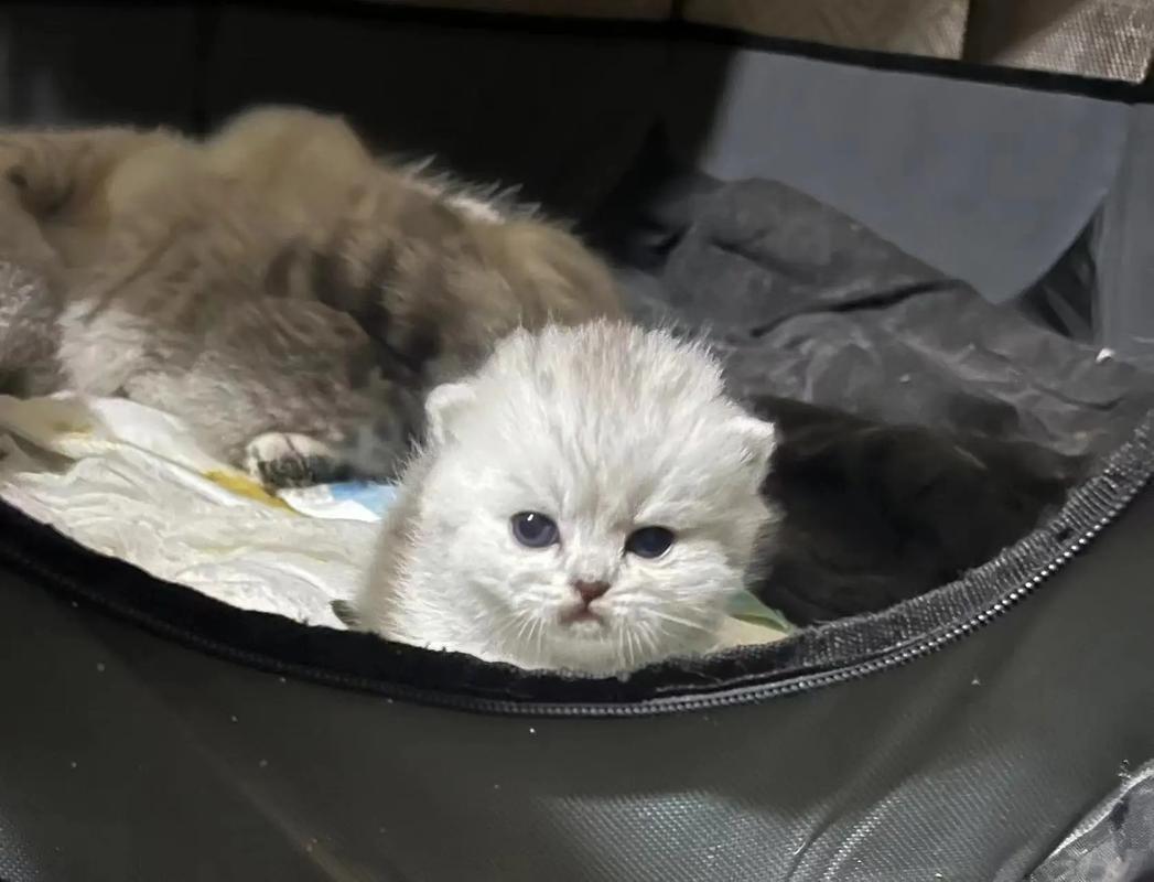 猫咪18天可以看见人吗_小猫视力发育与认主过程 猫咪18天可以看见人吗_小猫视力发育与认主过程