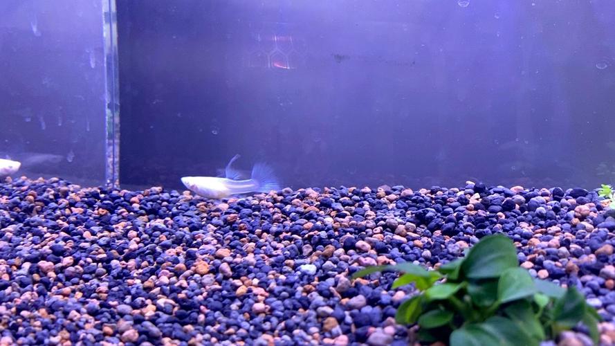 孔雀鱼趴缸最快的恢复方法_孔雀鱼趴缸怎么办？速查水质，停食爆氧！