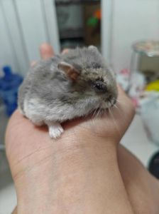 仓鼠为什么一直舔人_喜爱信任的亲密表现