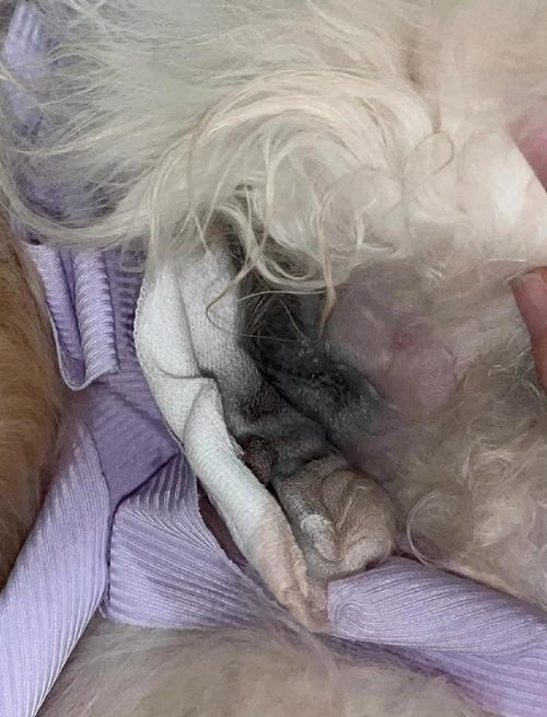 绝育母猫晚上莫名其妙的叫_绝育猫夜间叫唤怎么办? 绝育母猫晚上莫名其妙的叫_绝育猫夜间叫唤怎么办?