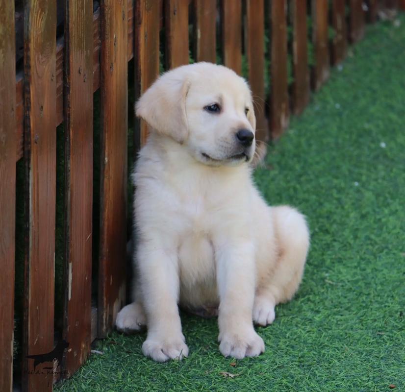 拉布拉多40天幼犬照片_纯真成长,可爱至极 拉布拉多40天幼犬照片_纯真成长,可爱至极