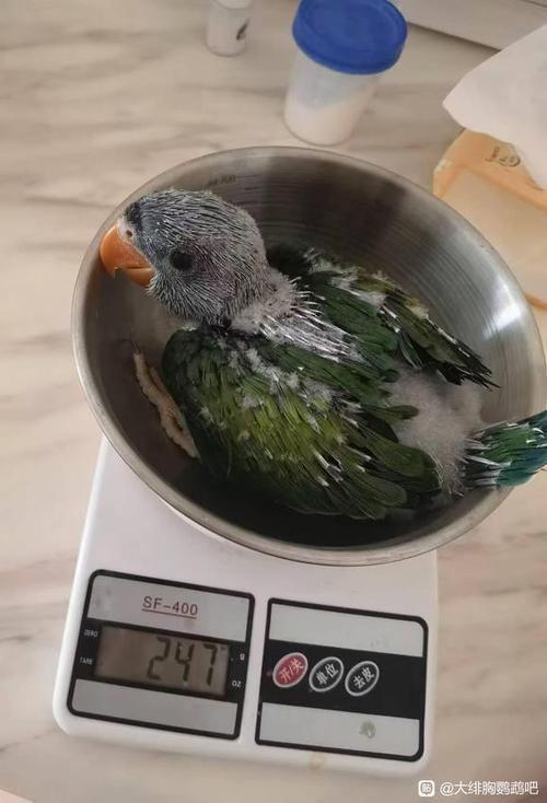 大绯胸鹦鹉会说话吗_大绯胸鹦鹉学语训练与互动特点