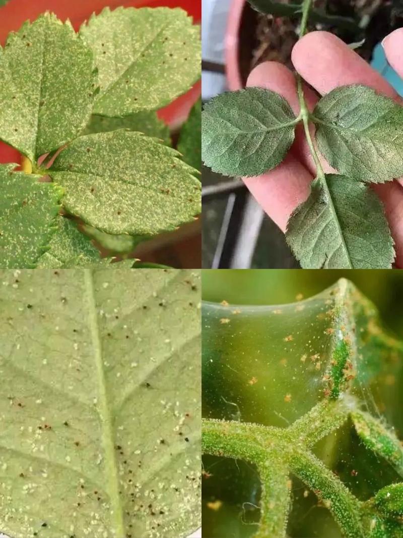 红玫瑰毛蜘蛛的饲养要点_温湿环境与常见病防治