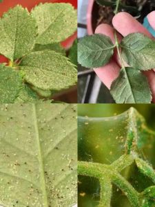 红玫瑰毛蜘蛛的饲养要点_温湿环境与常见病防治