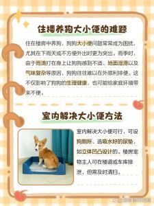 幼犬随地大小便能打吗_幼犬便便乱拉？别打骂，用对方法好养成！