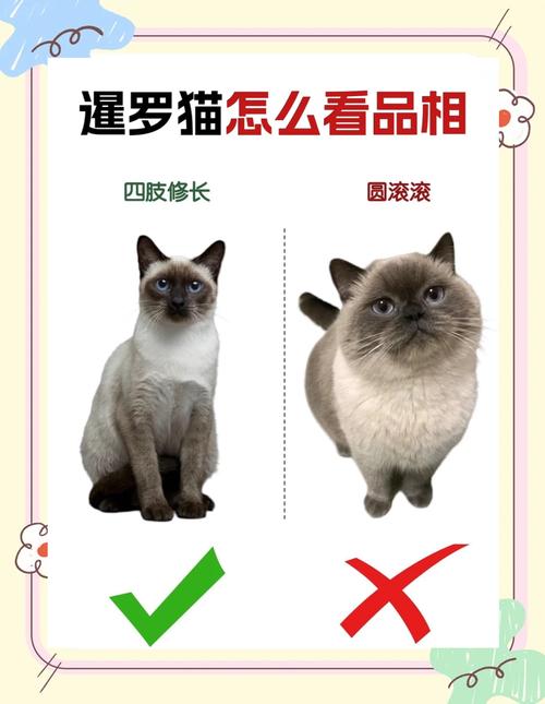 暹罗猫智商相当于人几岁_暹罗猫聪明,易无聊需互动 暹罗猫智商相当于人几岁_暹罗猫聪明,易无聊需互动