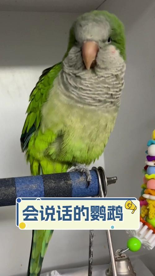 什么鹦鹉会说话的几率大_哪些鹦鹉最会说话? 什么鹦鹉会说话的几率大_哪些鹦鹉最会说话?