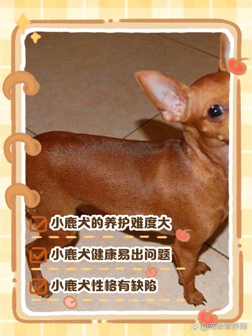 小鹿犬为什么没人养_活泼却难养,养前必看! 小鹿犬为什么没人养_活泼却难养,养前必看!