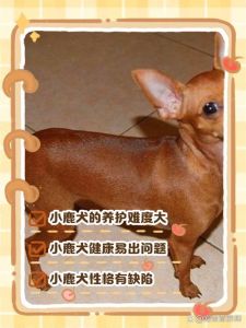 小鹿犬为什么没人养_活泼却难养，养前必看！