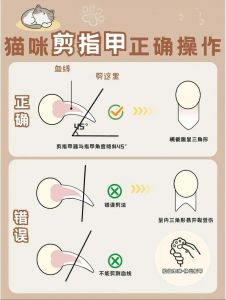 猫指甲剪出血会自己恢复吗_猫咪剪指甲出血怎么办？