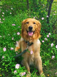 金毛犬是什么狗配出来的_忠诚伴侣，饲养需注意