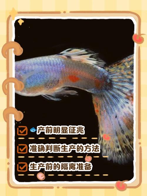 孔雀鱼繁殖前兆一小时_临产孔雀鱼肚子方胎斑显,快隔离准备产仔! 孔雀鱼繁殖前兆一小时_临产孔雀鱼肚子方胎斑显,快隔离准备产仔!