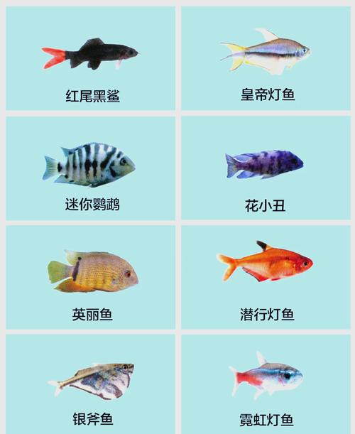 30种常见热带观赏鱼_选养护全攻略 30种常见热带观赏鱼_选养护全攻略