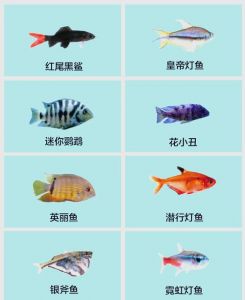 30种常见热带观赏鱼_选养护全攻略