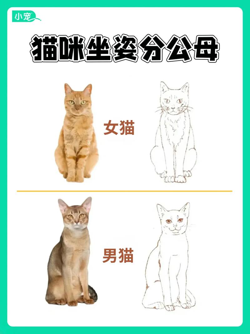 公猫母猫怎么分辨图_公母猫怎么分?看特征识性别 公猫母猫怎么分辨图_公母猫怎么分?看特征识性别