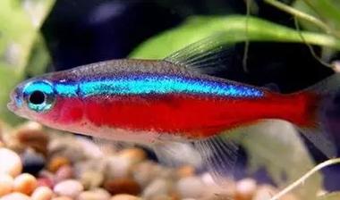 红绿灯鱼为什么不建议养_红绿灯鱼难养，新手慎选！