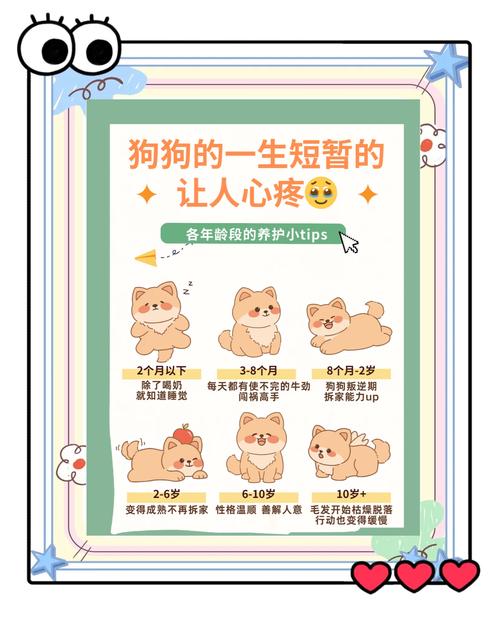 金毛生长周期图解_3个月猛增期,6个月后增肌期 金毛生长周期图解_3个月猛增期,6个月后增肌期