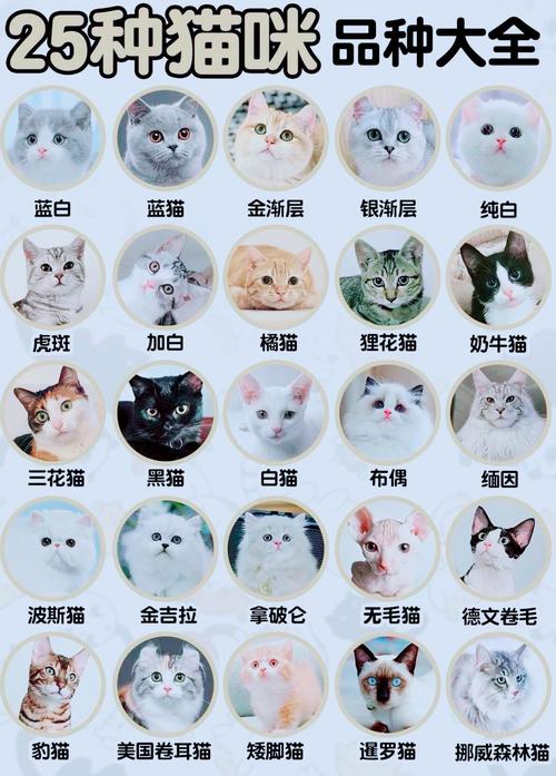 猫种类大全带图_猫咪种类多,选对更快乐 猫种类大全带图_猫咪种类多,选对更快乐