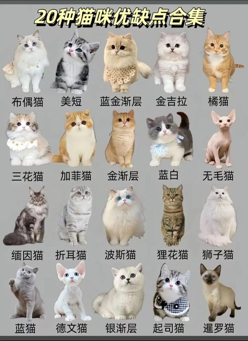 猫品种大全100种带图_100种猫咪名字特点,养猫选对品种幸福多! 猫品种大全100种带图_100种猫咪名字特点,养猫选对品种幸福多!