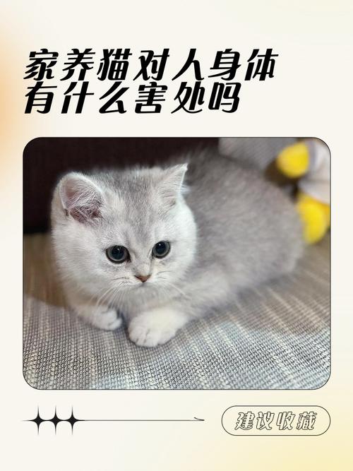 猫上床对人有什么危害_警惕猫毛过敏!科学养猫,安全与猫咪同床睡眠 猫上床对人有什么危害_警惕猫毛过敏!科学养猫,安全与猫咪同床睡眠