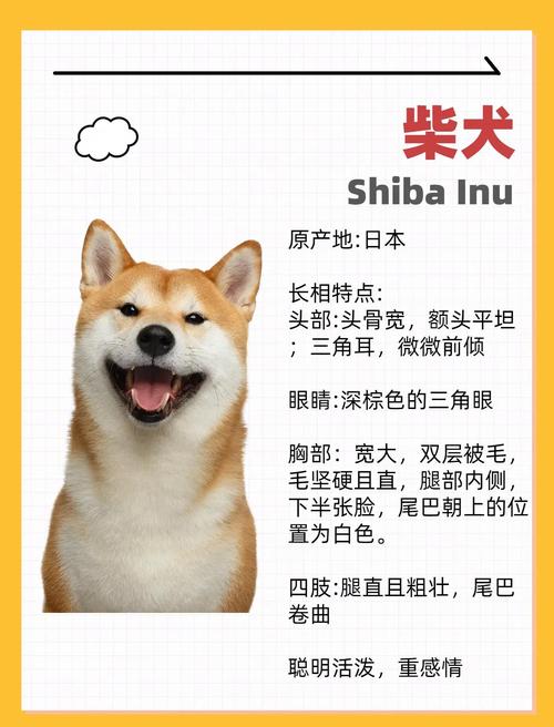 柴犬幼犬的特点及生活习性_性格独立好养吗? 柴犬幼犬的特点及生活习性_性格独立好养吗?