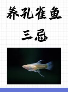 孔雀鱼裸缸一周不喂会饿死吗_孔雀鱼一周不喂或能活，但需注意多种因素